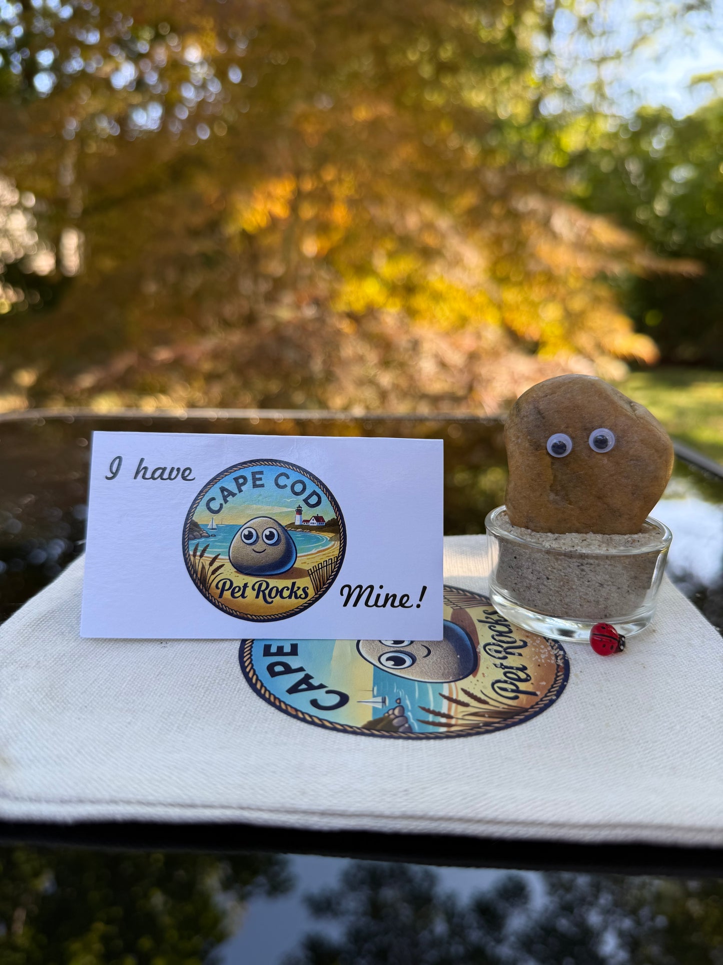 A Cape Cod Pet Rock